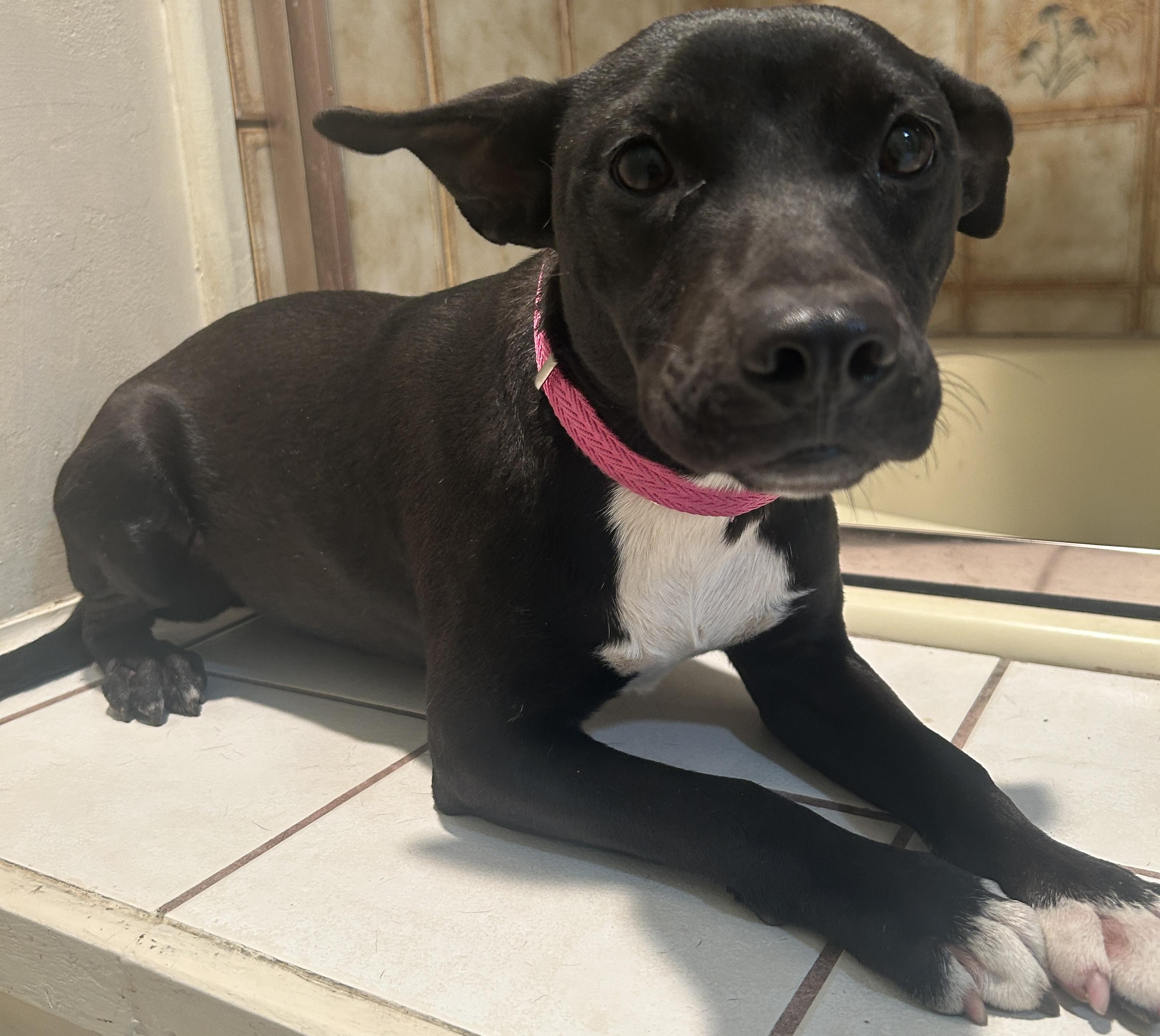 Enlarge COLY, a ADOPTABLE mixed breed in El Cajon, CA image 2/6