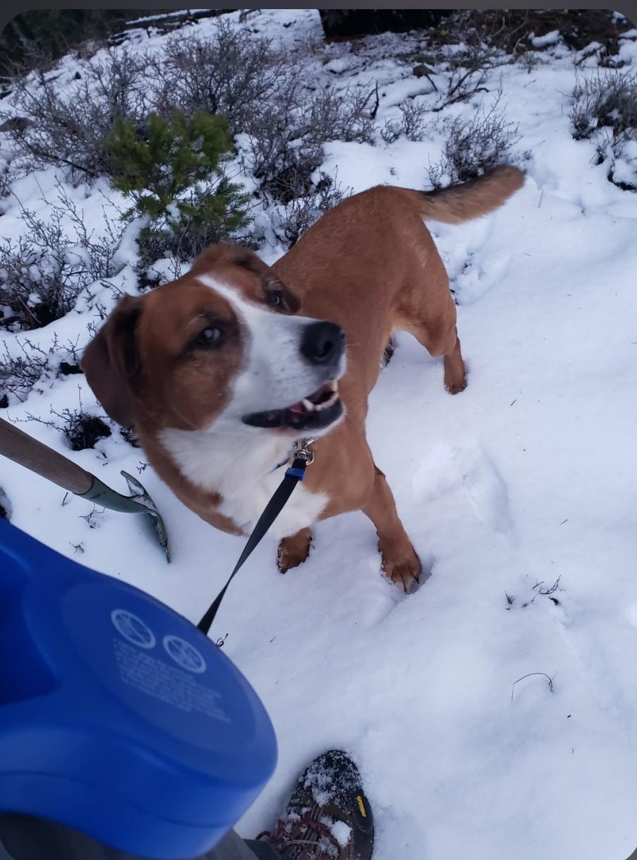 Skyler , ADOPTABLE, Adult Male Australian Shepherd.