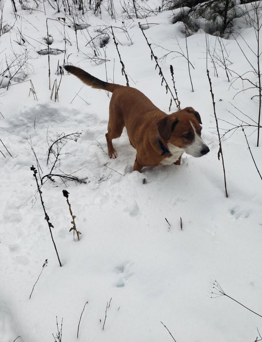 Enlarge Skyler , a ADOPTABLE mixed breed in Roslyn, WA image 2/3