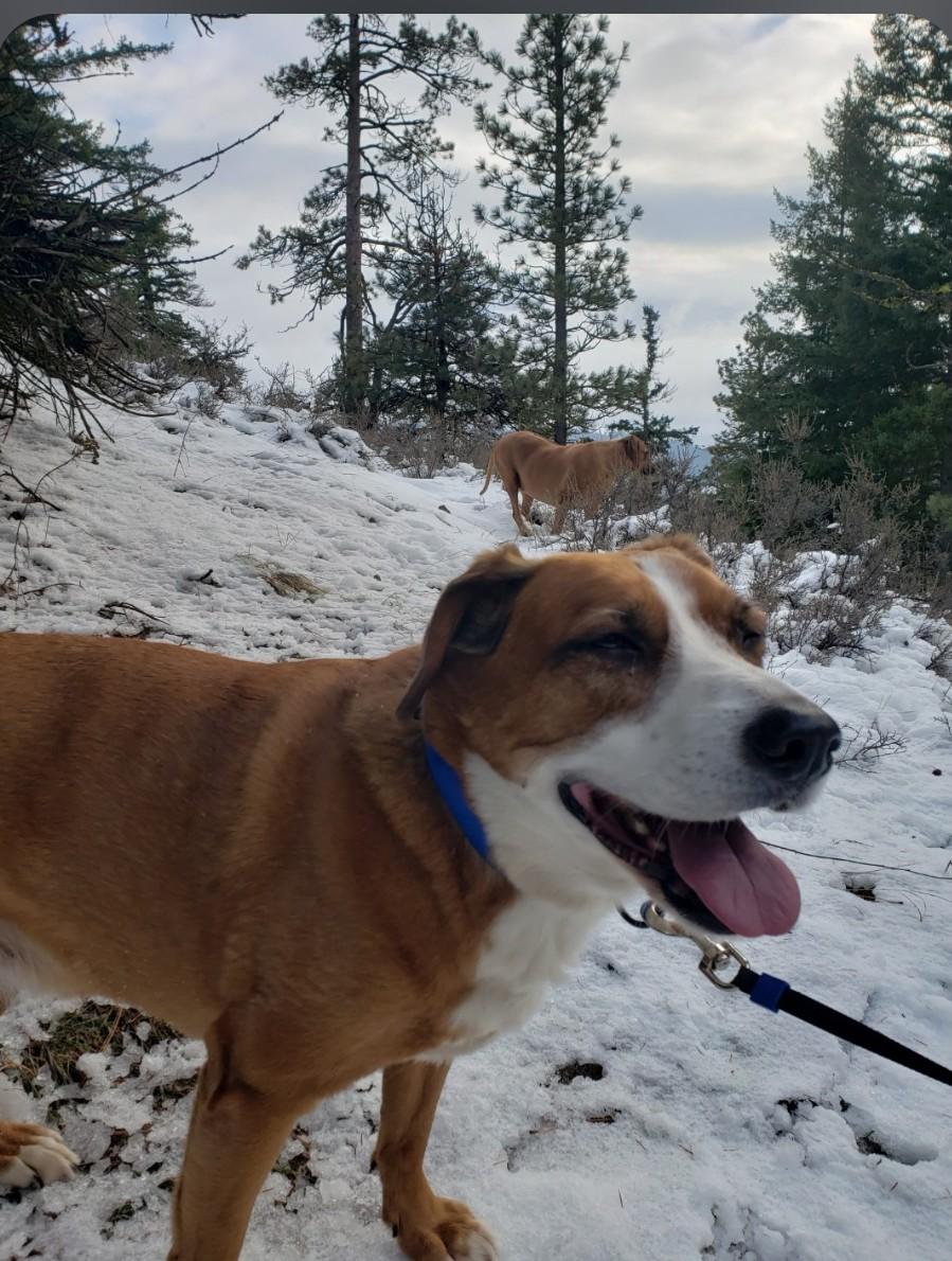 Enlarge Skyler , a ADOPTABLE mixed breed in Roslyn, WA image 3/3