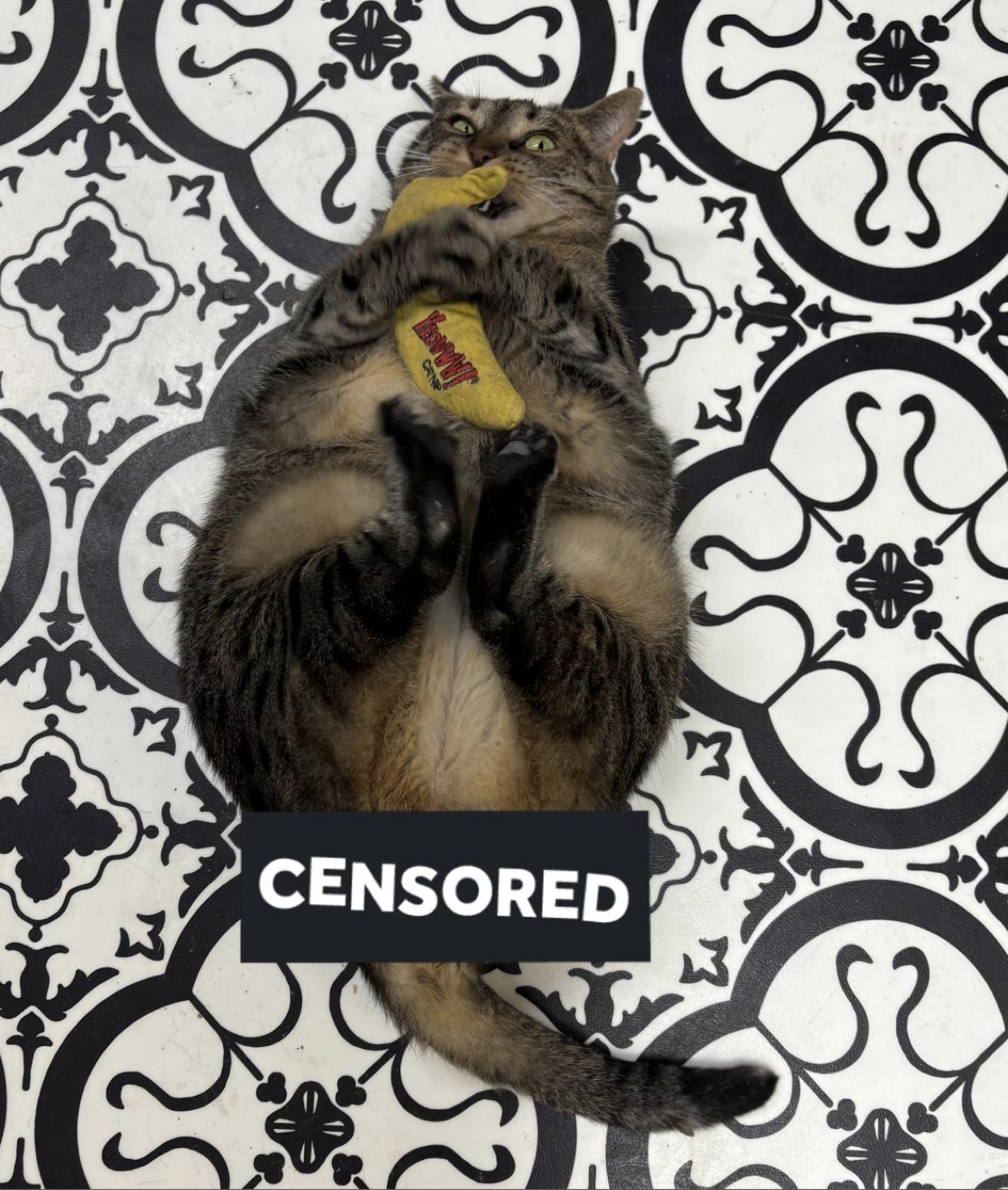 Helen, Adoptable, Adult Female Domestic Short Hair.