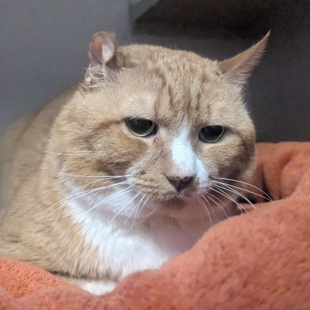 Enlarge KuKu, a Adoptable Domestic Short Hair in Providence, RI image 1/6