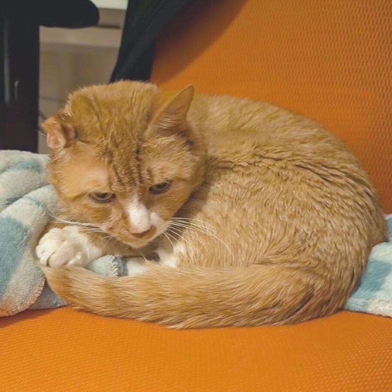 KuKu, Adoptable, Senior Male Domestic Short Hair.