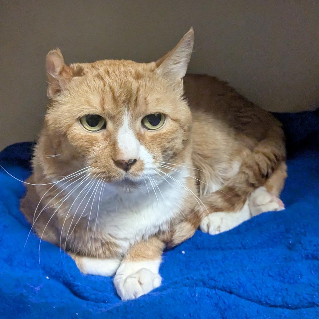 Enlarge KuKu, a Adoptable Domestic Short Hair in Providence, RI image 2/6