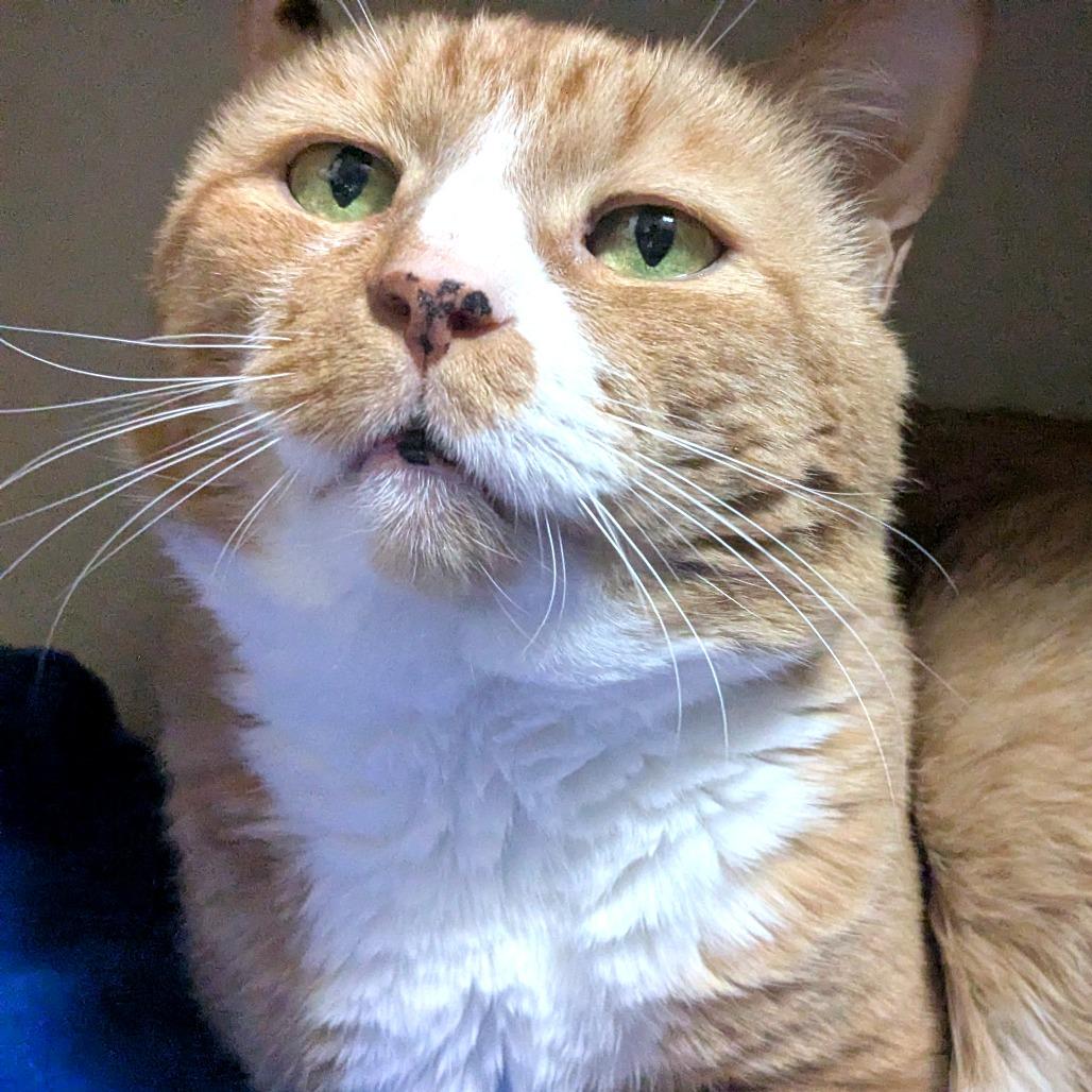 Enlarge KuKu, a Adoptable Domestic Short Hair in Providence, RI image 3/6