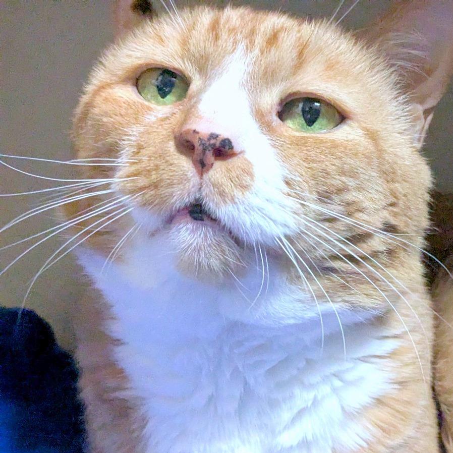 Enlarge KuKu, a Adoptable Domestic Short Hair in Providence, RI image 2/6