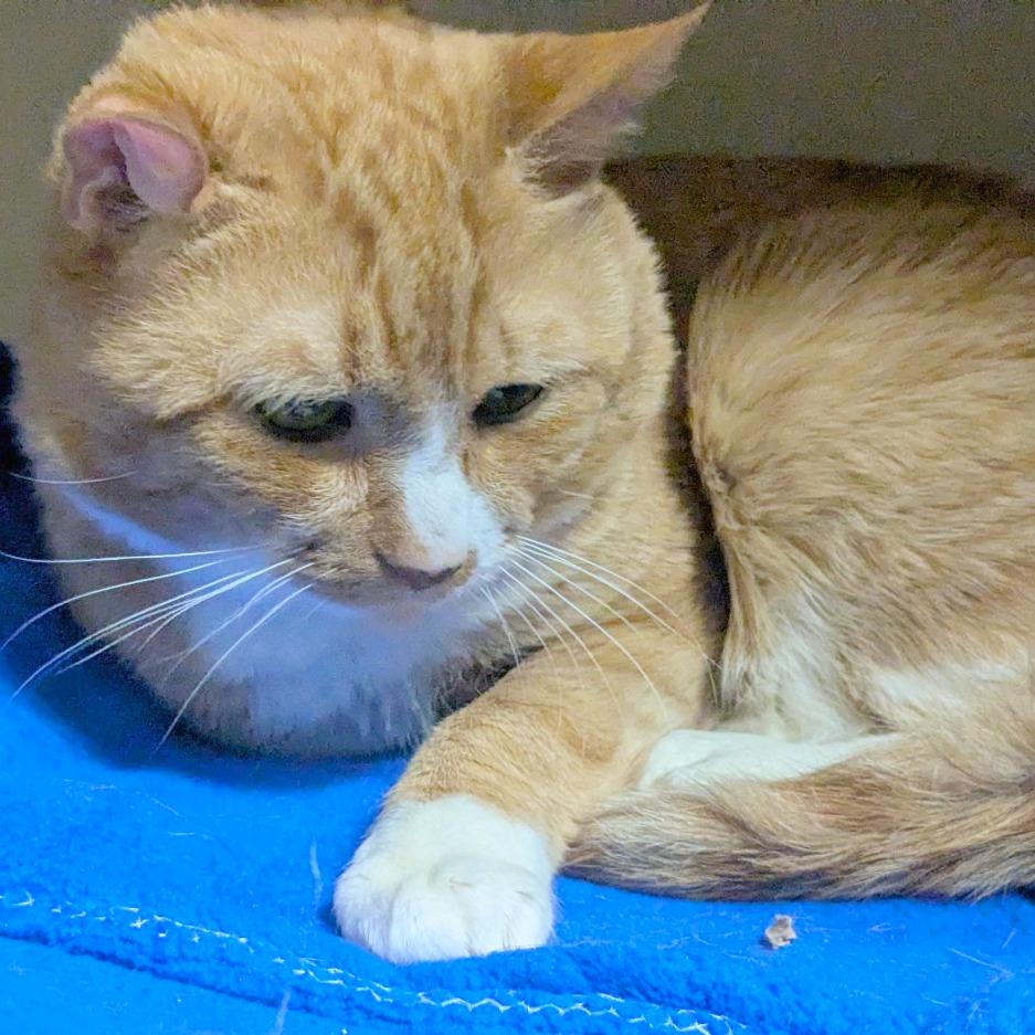 Enlarge KuKu, a Adoptable Domestic Short Hair in Providence, RI image 3/6