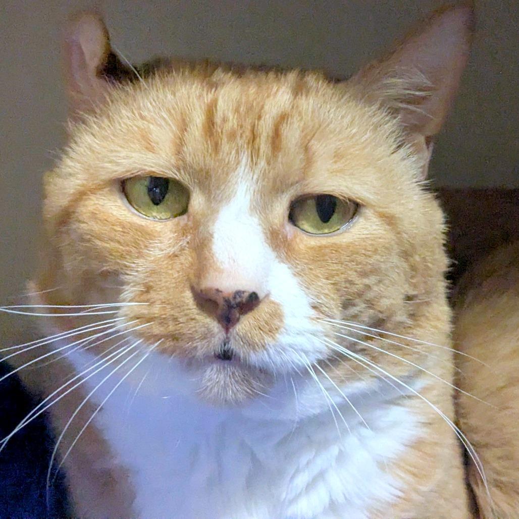 Enlarge KuKu, a Adoptable Domestic Short Hair in Providence, RI image 5/6