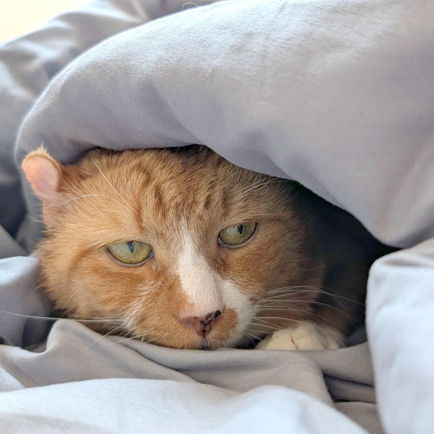 Enlarge KuKu, a Adoptable Domestic Short Hair in Providence, RI image 6/6