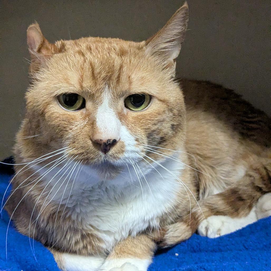 Enlarge KuKu, a Adoptable Domestic Short Hair in Providence, RI image 4/6