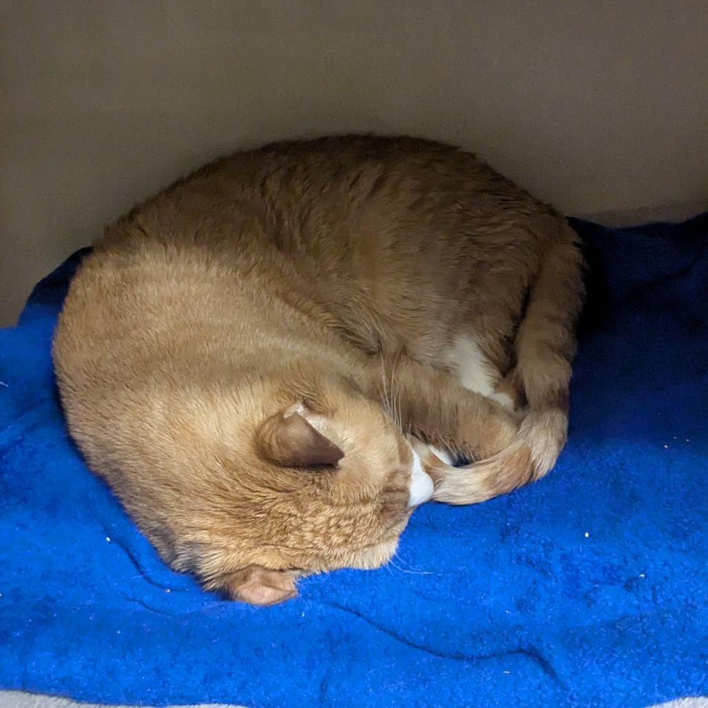 Enlarge KuKu, a Adoptable Domestic Short Hair in Providence, RI image 5/6