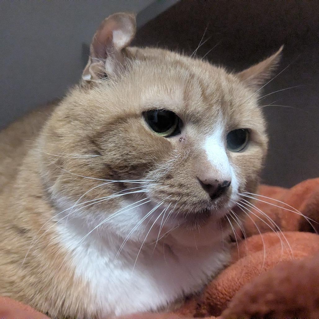 Enlarge KuKu, a Adoptable Domestic Short Hair in Providence, RI image 6/6