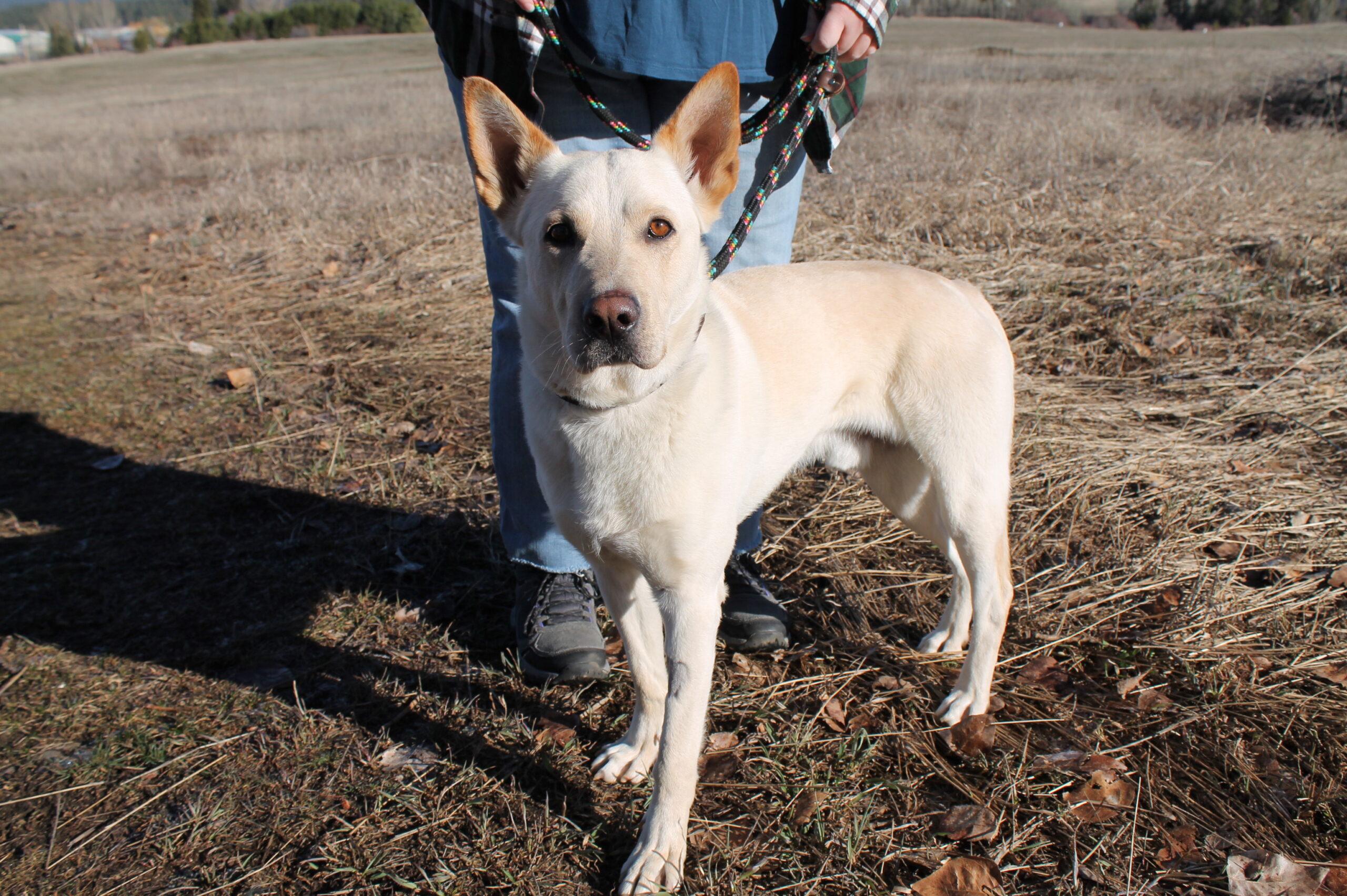 Enlarge Enzo, a ADOPTABLE Mixed Breed in McCall, ID image 1/2
