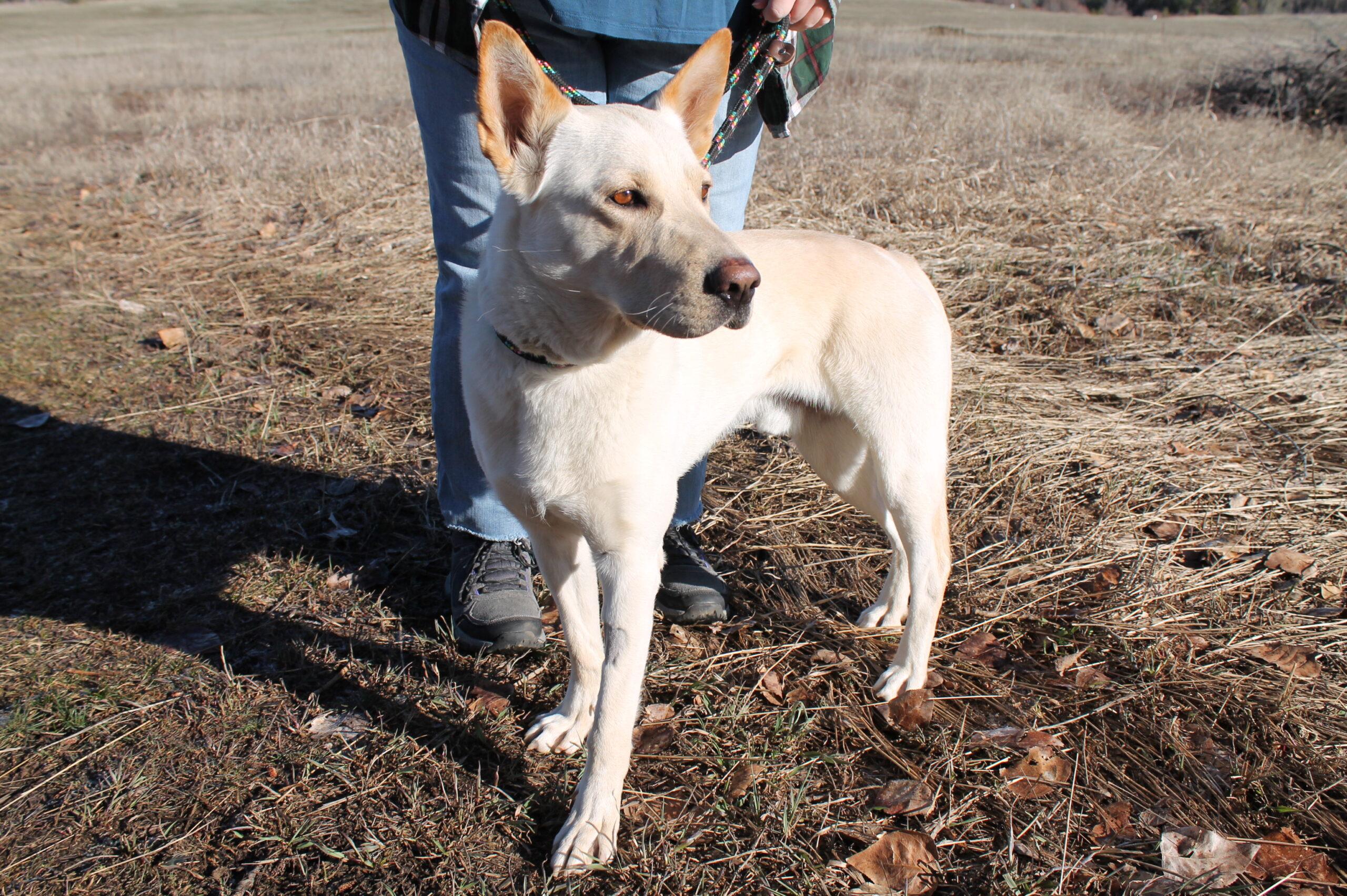 Enlarge Enzo, a ADOPTABLE Mixed Breed in McCall, ID image 2/2