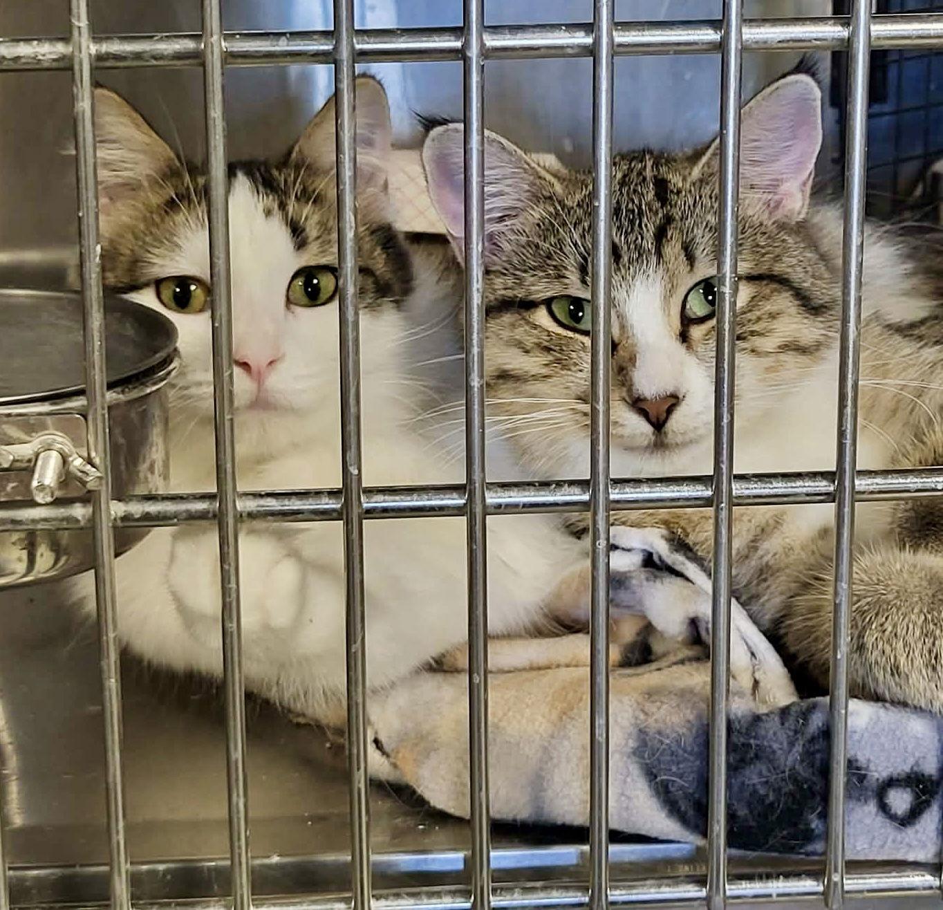 Toast (Bonded w/Pancake) — thumbnail 2