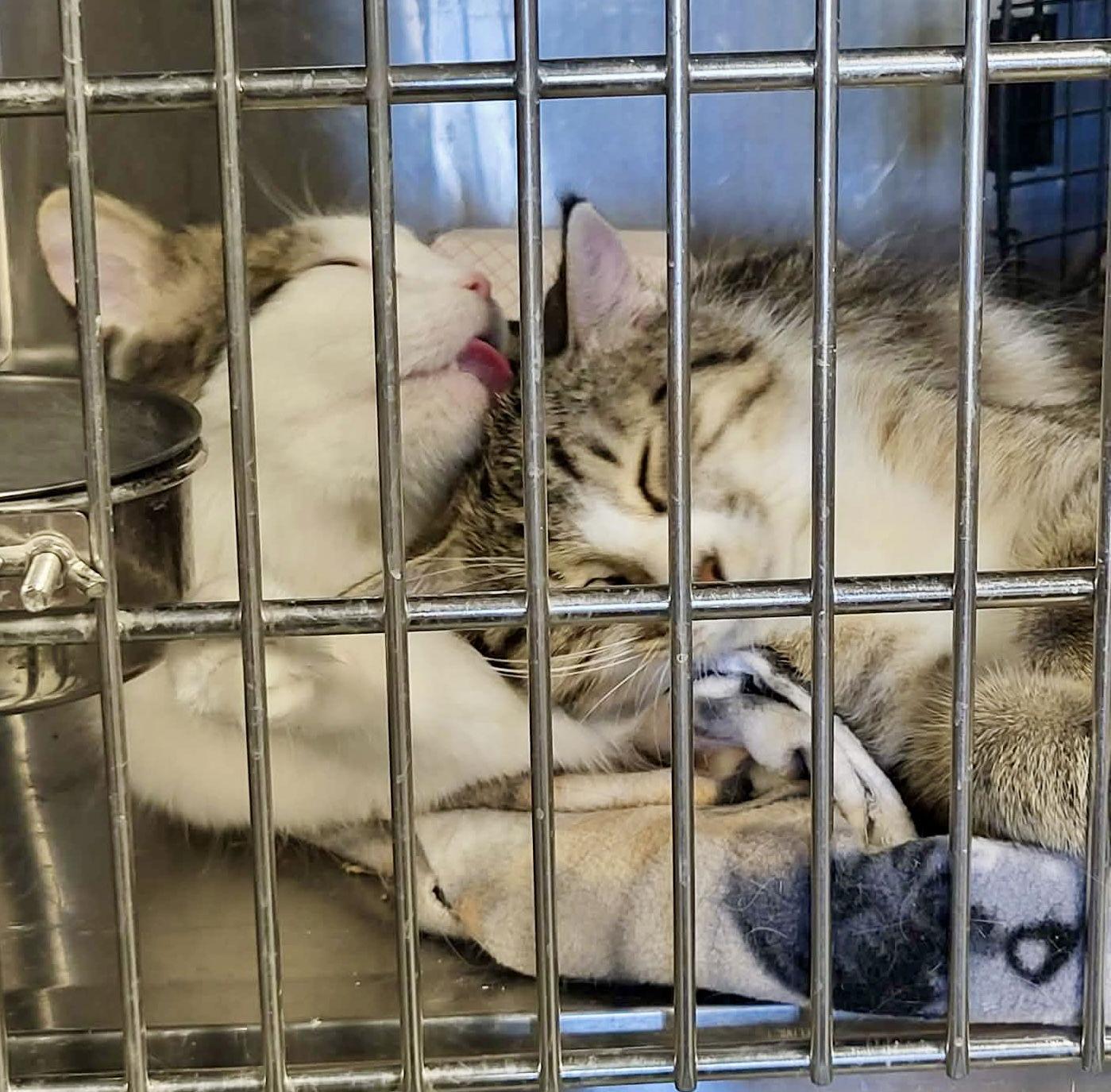 Toast (Bonded w/Pancake) — thumbnail 3