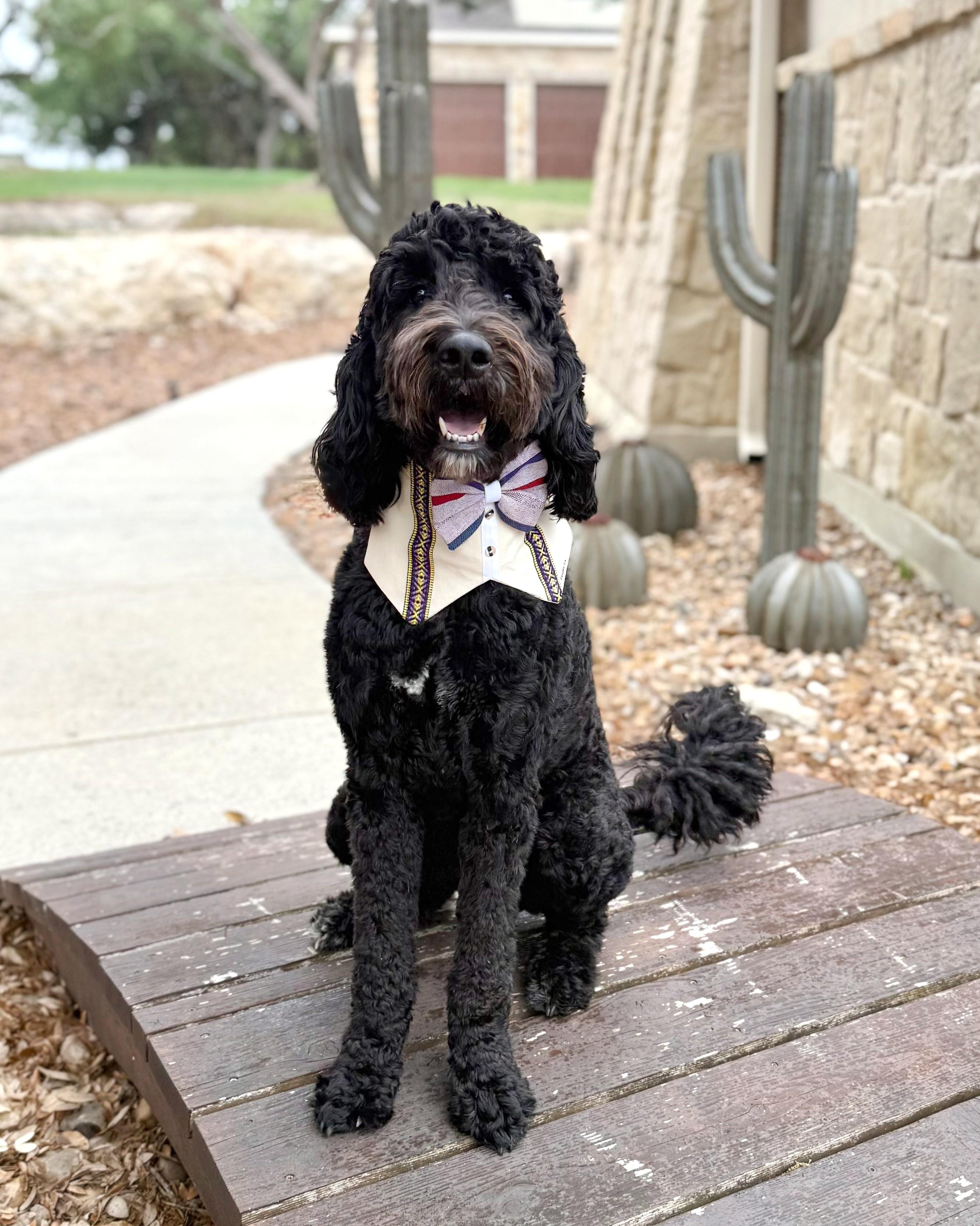 Enlarge Bentley, an adopted Goldendoodle in Brentwood, TN image 2/6