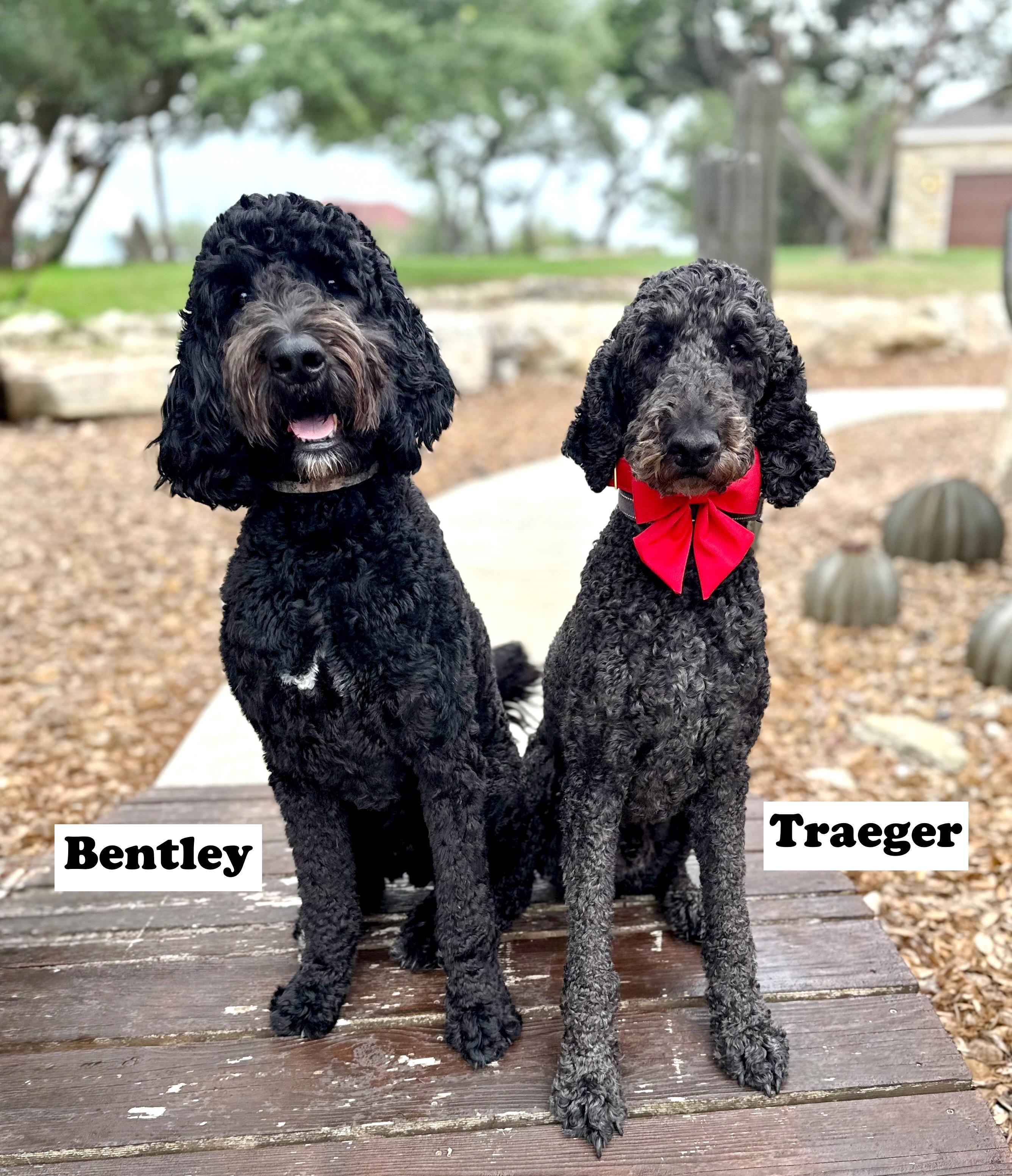 Enlarge Bentley, an adopted Goldendoodle in Brentwood, TN image 6/6