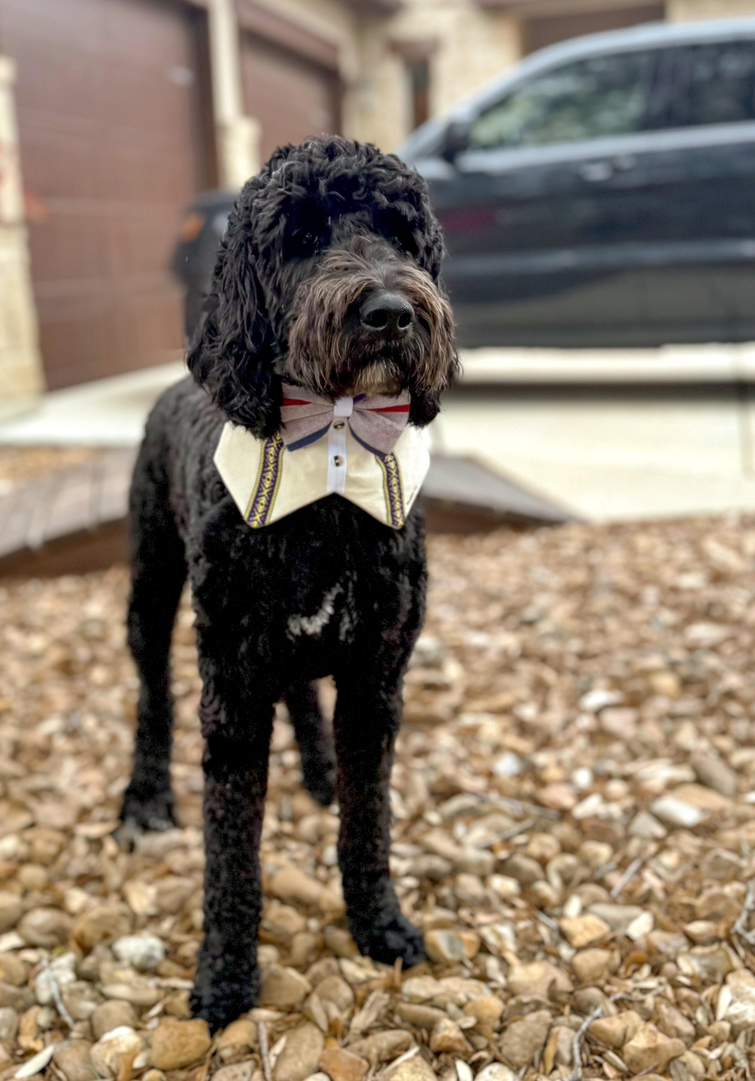 Enlarge Bentley, an adopted Goldendoodle in Brentwood, TN image 4/6