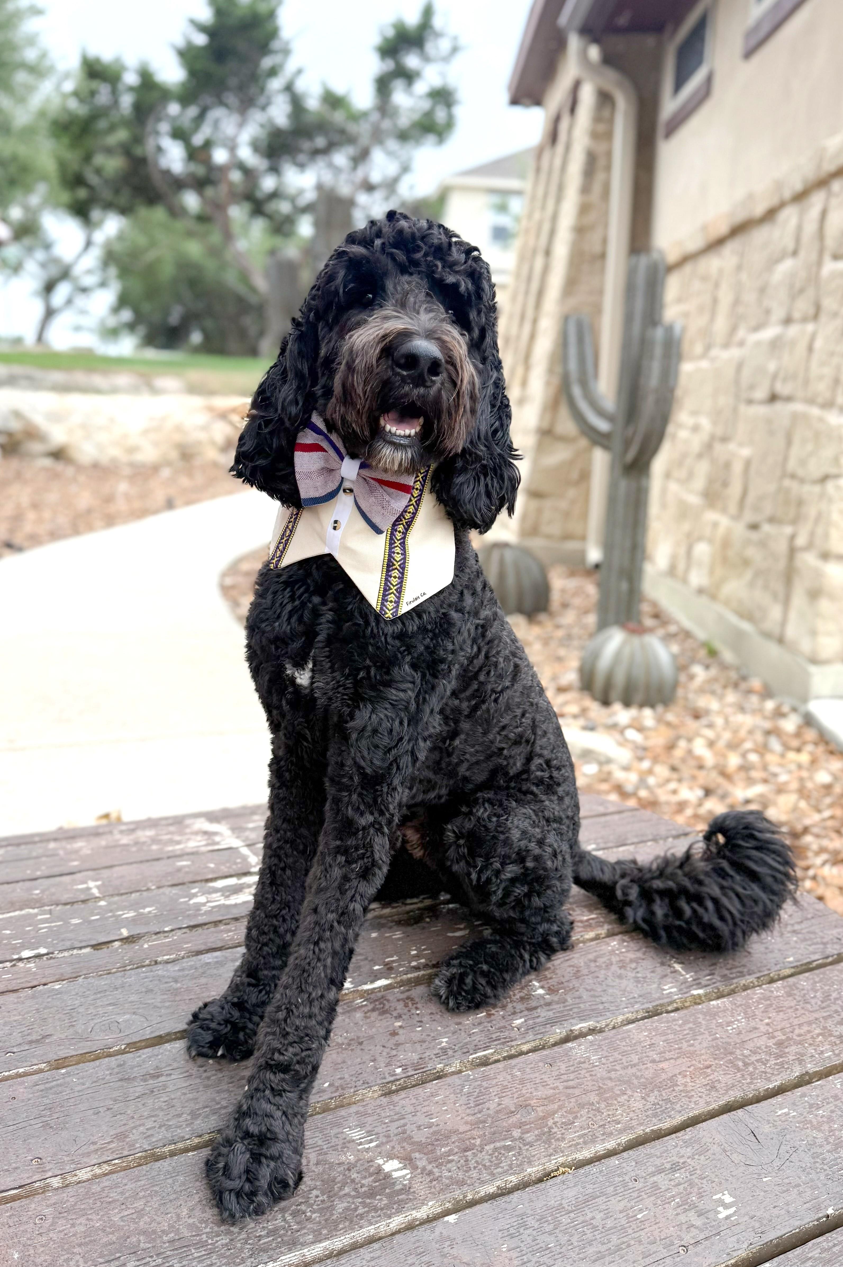 Bentley, adopted, Young Male Goldendoodle.