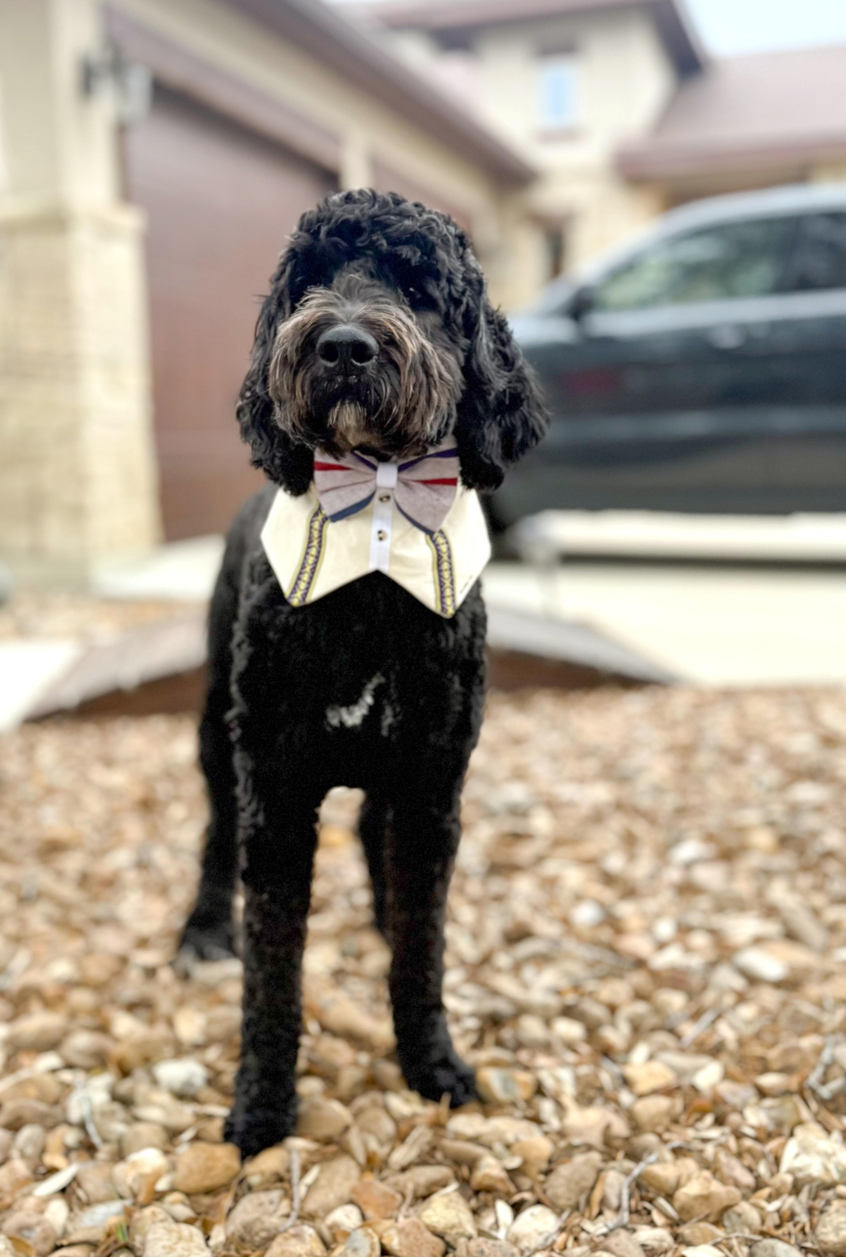 Enlarge Bentley, an adopted Goldendoodle in Brentwood, TN image 5/6