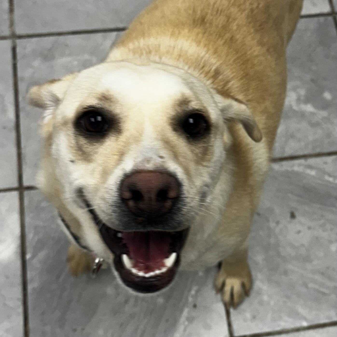Wish, a Adoptable Labrador Retriever in Lexington, KY image 1/4