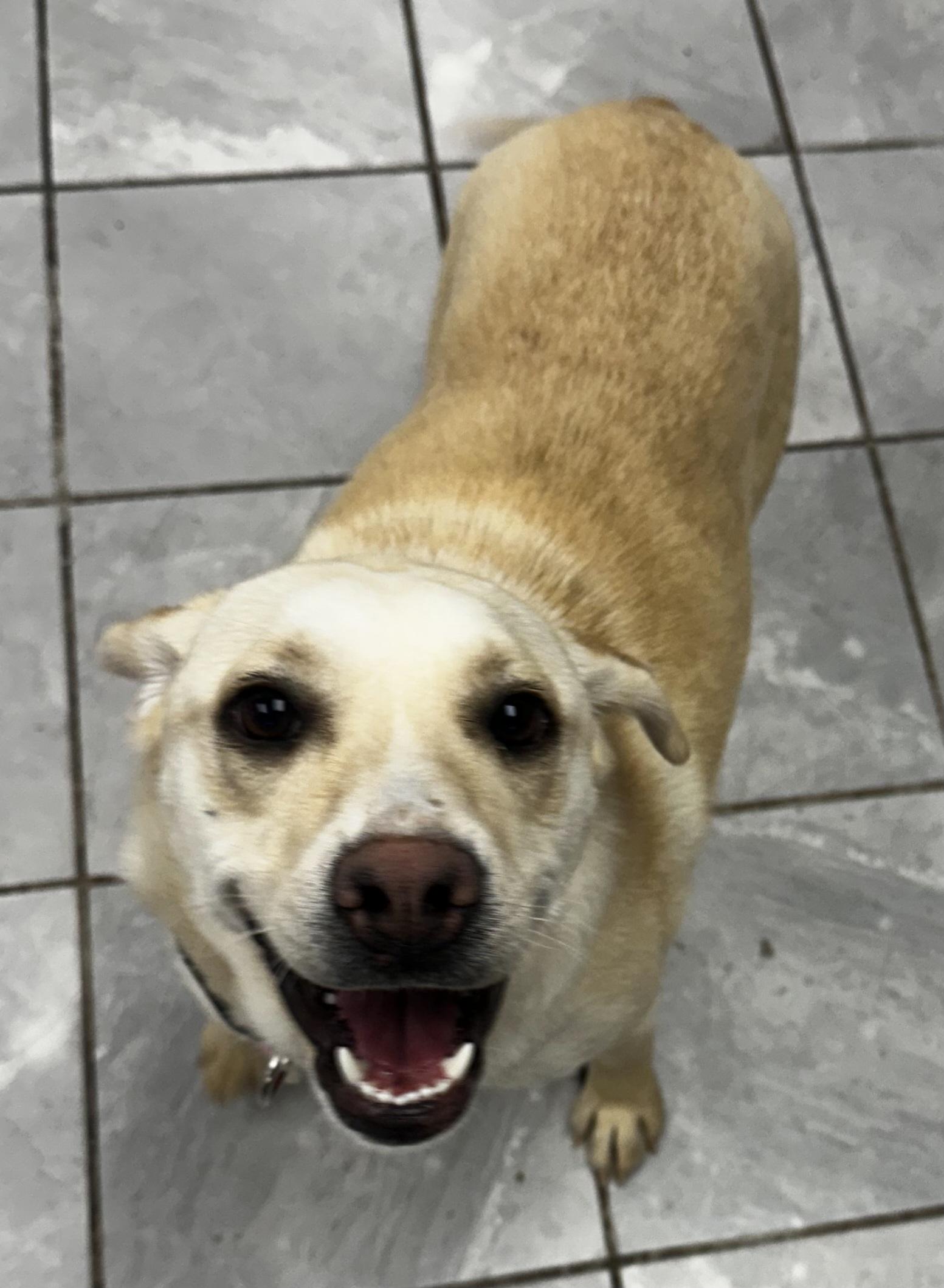 Wish, a Adoptable Labrador Retriever in Lexington, KY image 4/4