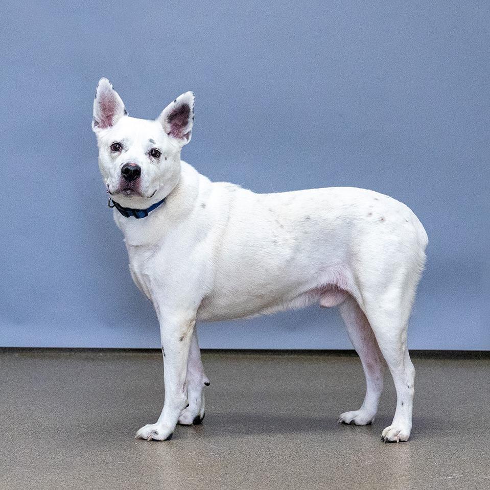 Enlarge Ghost, a Adoptable mixed breed in Council Bluffs, IA image 1/4