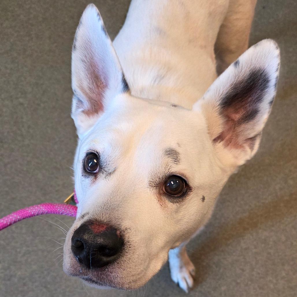 Enlarge Ghost, a Adoptable mixed breed in Council Bluffs, IA image 2/4