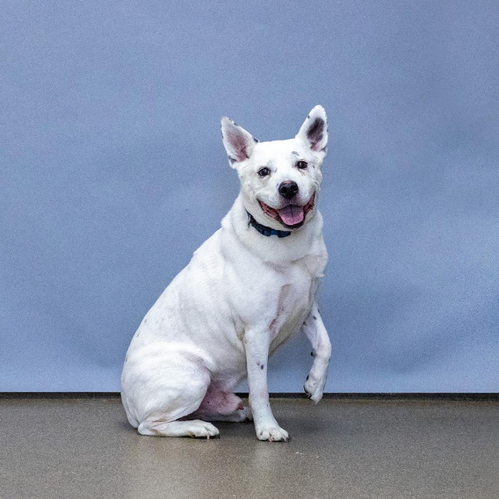 Enlarge Ghost, a Adoptable mixed breed in Council Bluffs, IA image 3/4