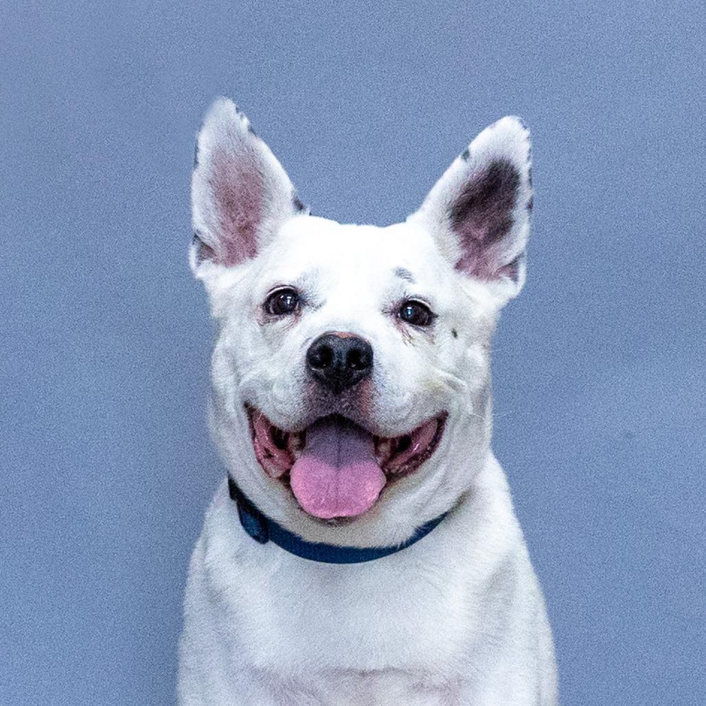 Enlarge Ghost, a Adoptable mixed breed in Council Bluffs, IA image 4/4