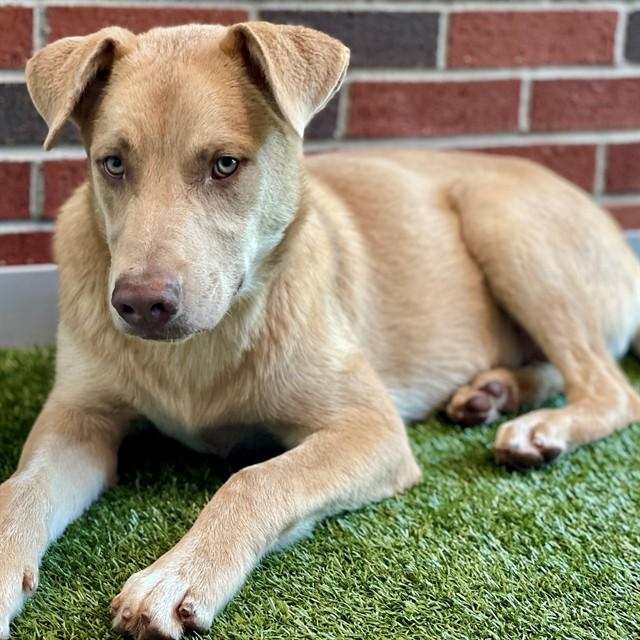 STU, Adoptable, Young Male Mixed Breed & Mixed Breed.