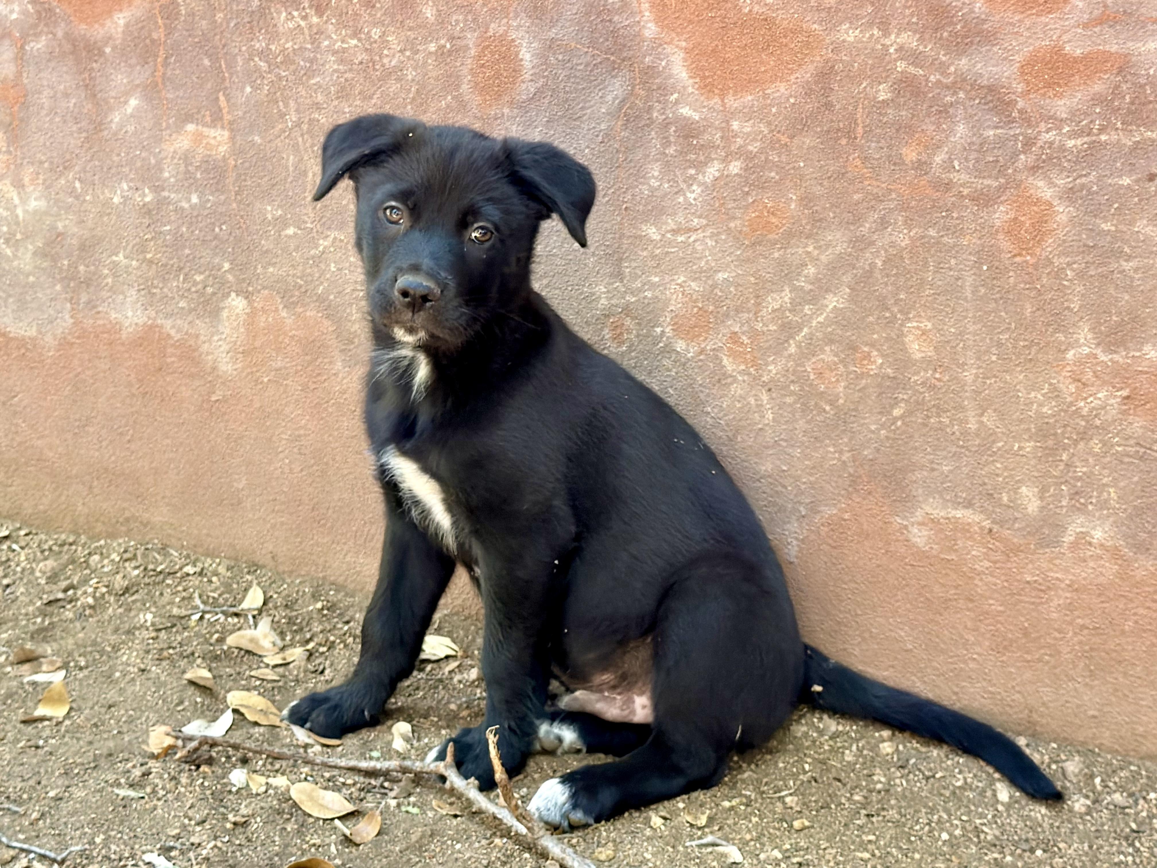 Brimsley, ADOPTABLE, Puppy Male Labrador Retriever & Rat Terrier.