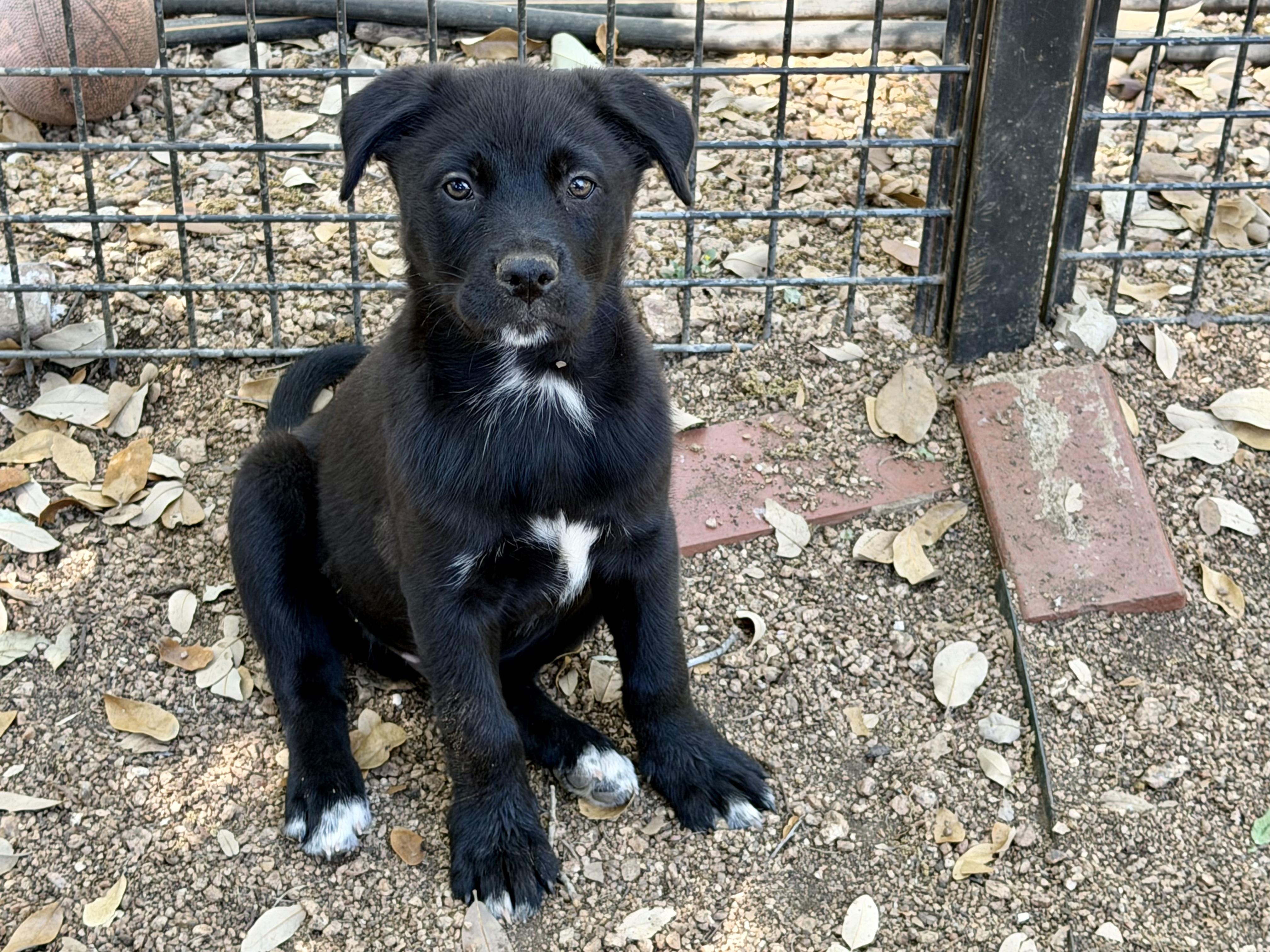 Brimsley, a ADOPTABLE mixed breed in San Antonio, TX image 5/5