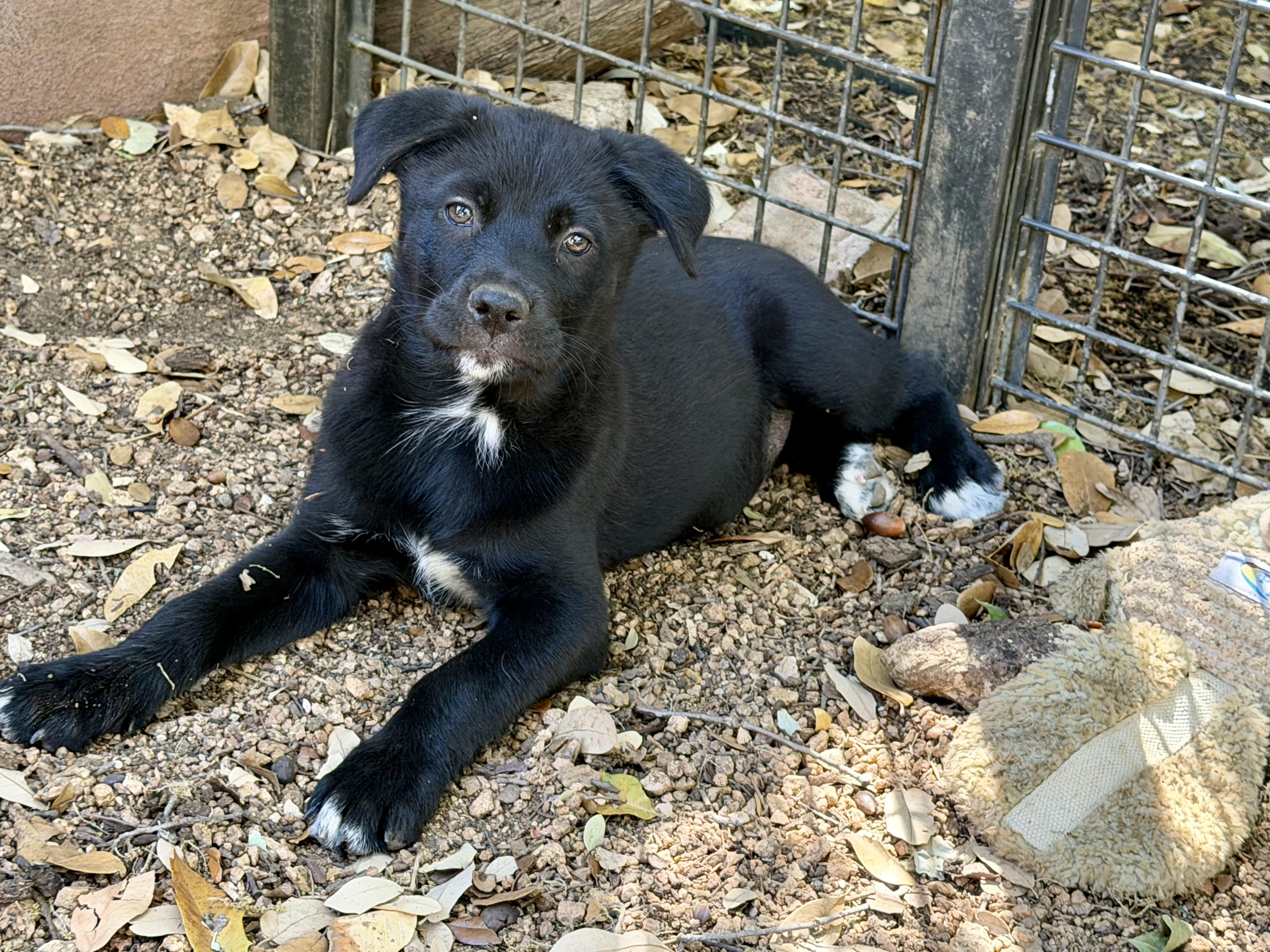 Brimsley, a ADOPTABLE mixed breed in San Antonio, TX image 4/5