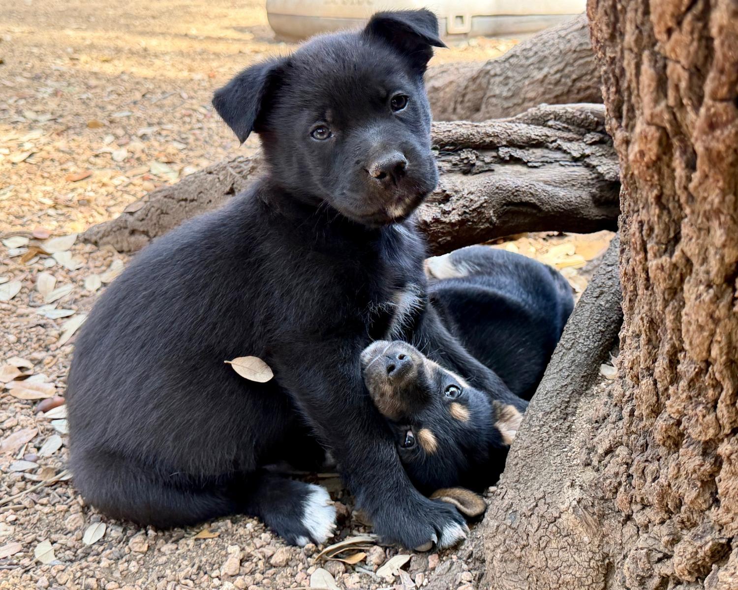 Brimsley, a ADOPTABLE mixed breed in San Antonio, TX image 2/5