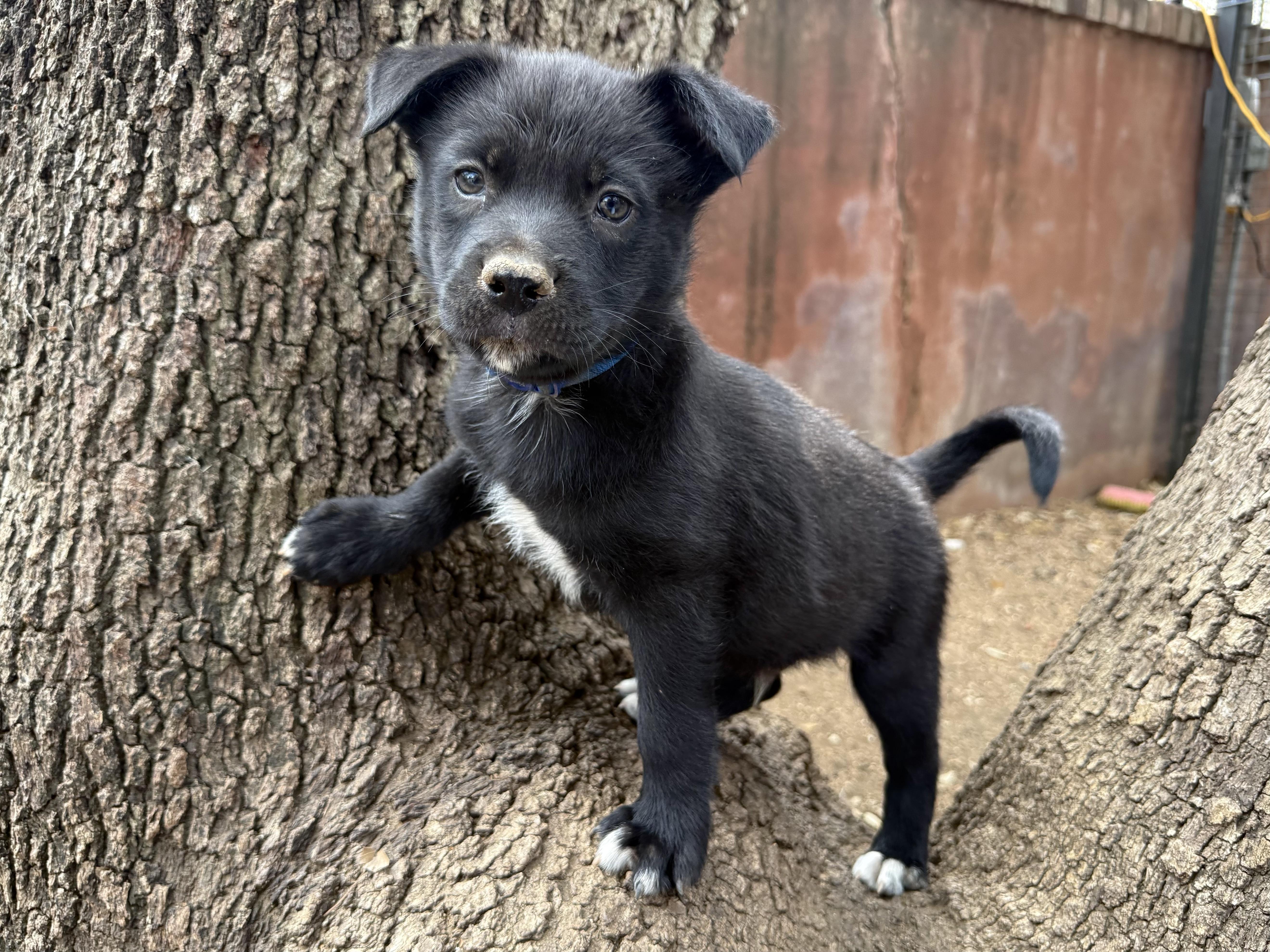 Brimsley, a ADOPTABLE mixed breed in San Antonio, TX image 3/5