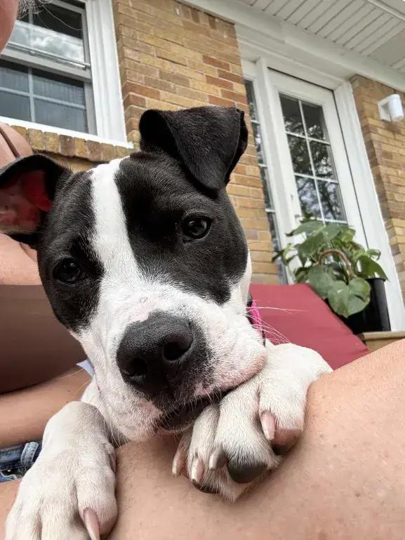 Cupcake, a Adoptable mixed breed in Grand Rapids, MI image 4/6