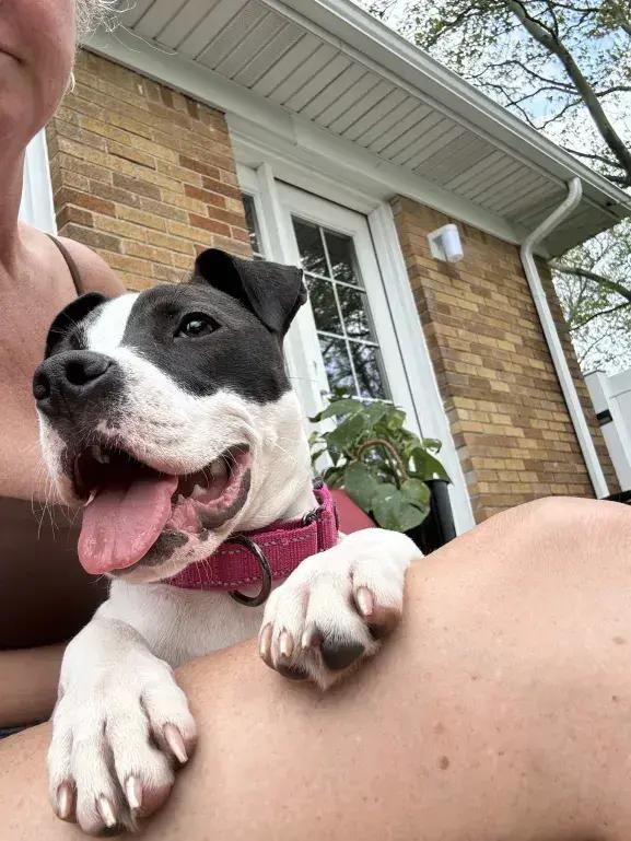 Cupcake, a Adoptable mixed breed in Grand Rapids, MI image 6/6