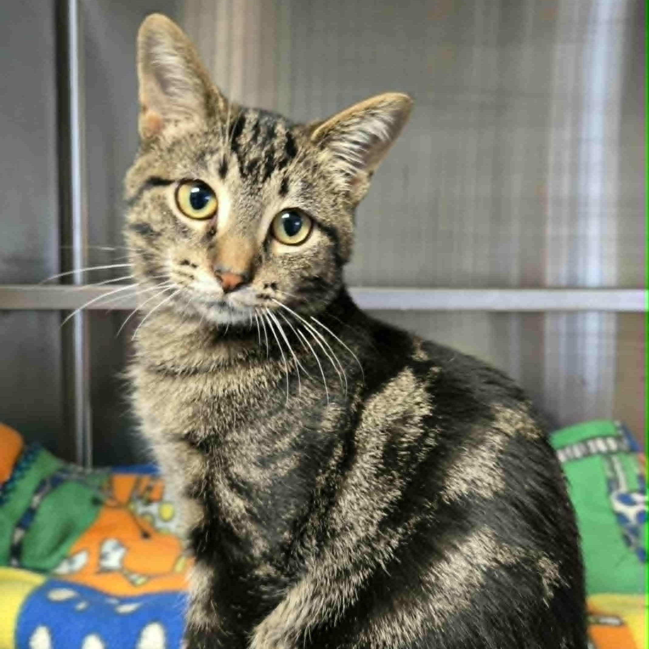 Dudley *FELV*, a Adoptable Domestic Short Hair in Watertown, WI image 3/3