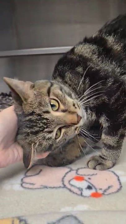 Enlarge Dudley *FELV*, a Adoptable Domestic Short Hair in Watertown, WI video 2/3