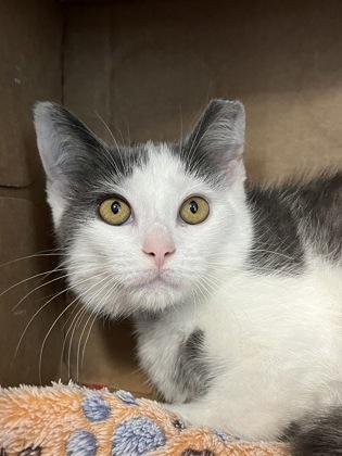 Enlarge Prince, a Adoptable mixed breed in Westland, MI image 1/2