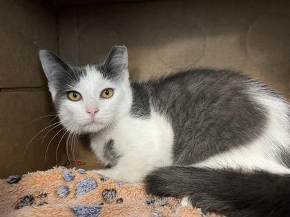 Enlarge Prince, a Adoptable mixed breed in Westland, MI image 2/2