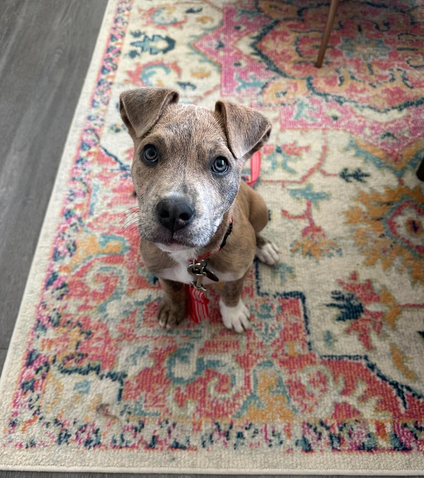 Zena, Adopted, Puppy Female Boxer & American Staffordshire Terrier.