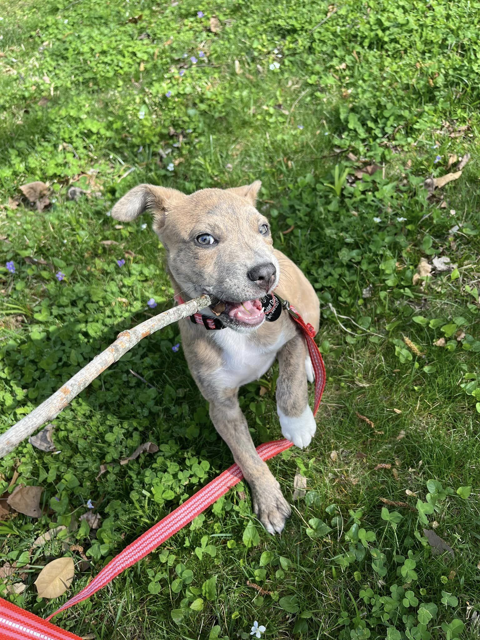 Enlarge Zena, a Adopted mixed breed in Memphis, TN image 3/5