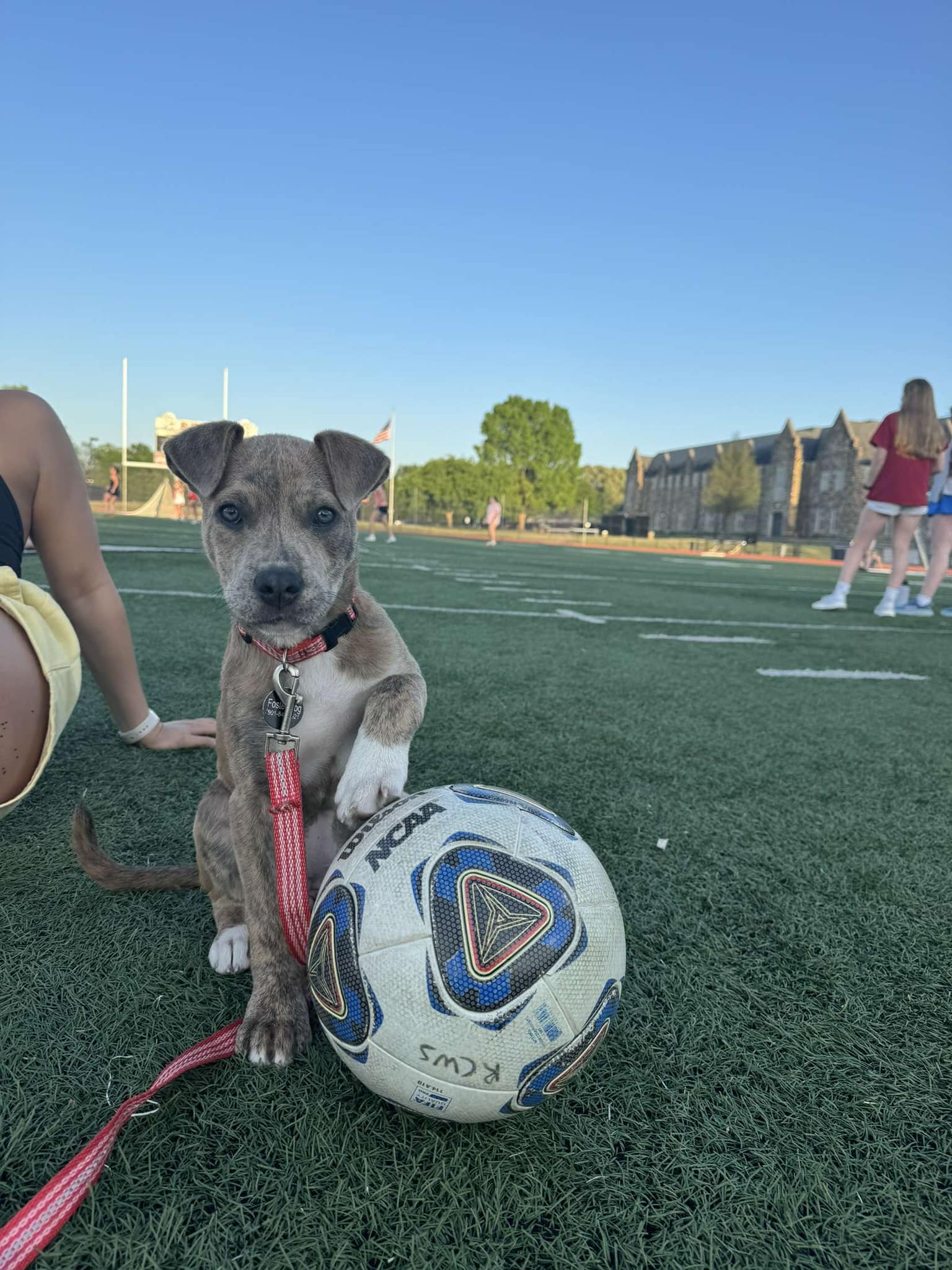 Enlarge Zena, a Adopted mixed breed in Memphis, TN image 2/5
