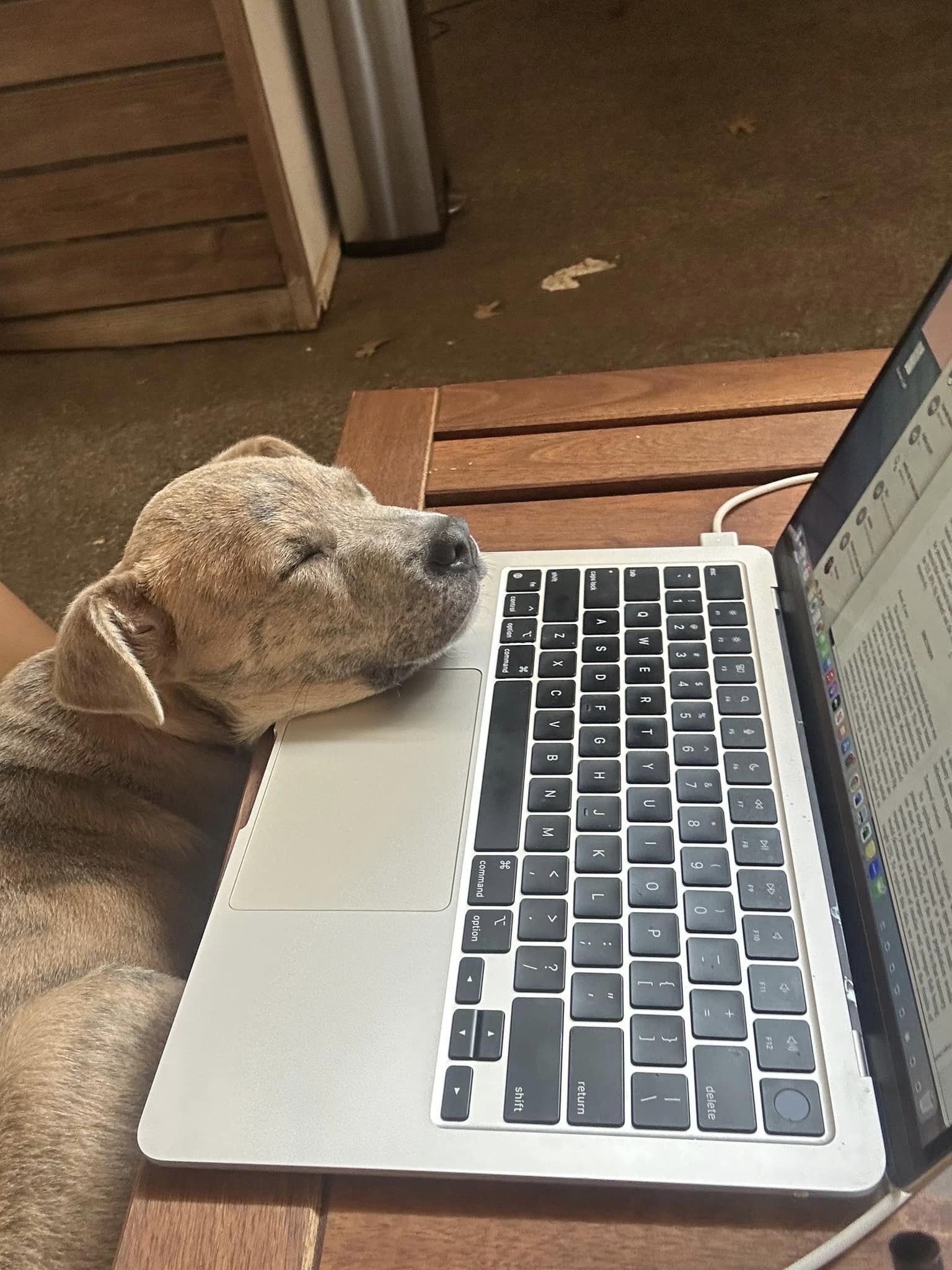 Enlarge Zena, a Adopted mixed breed in Memphis, TN image 4/5