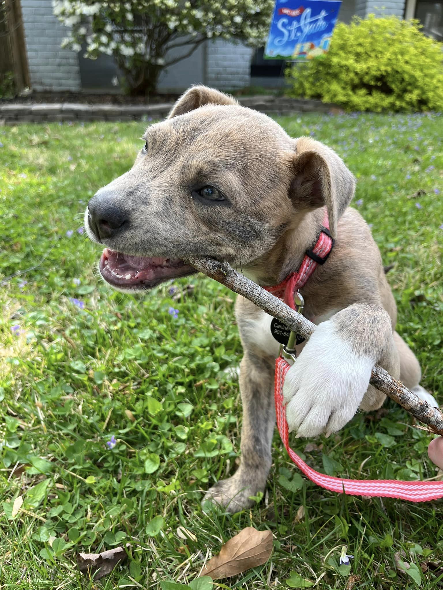 Enlarge Zena, a Adopted mixed breed in Memphis, TN image 5/5