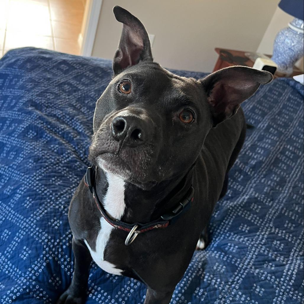 Mama Cass, a Adoptable Mixed Breed in Gainesville, FL image 2/6