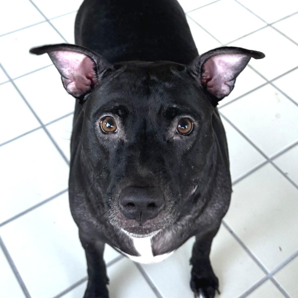 Enlarge Mama Cass, a Adoptable Mixed Breed in Gainesville, FL image 3/6